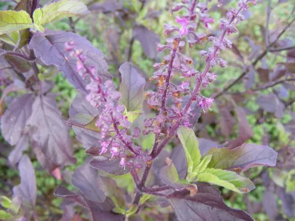 Ocimum tenuiflorum 'Purple Leaf' / Ocimum sanctum / Geniosporum tenuiflorum - Ayurvedic Herb, Basil Holy Green, Heiliges Basilikum, Holy Basil, Kaprao, Kha Prao, Ling Ling Xiang, Rama Tulsi, Riha, Sri Tulsi, Tulasi, Tulsi