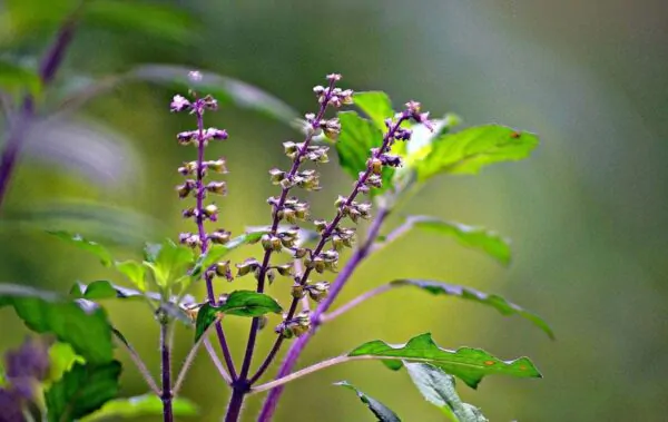 Ocimum tenuiflorum 'Purple Leaf' / Ocimum sanctum / Geniosporum tenuiflorum - Ayurvedic Herb, Basil Holy Green, Heiliges Basilikum, Holy Basil, Kaprao, Kha Prao, Ling Ling Xiang, Rama Tulsi, Riha, Sri Tulsi, Tulasi, Tulsi - Image 2