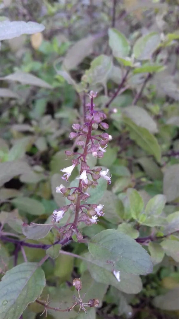 Ocimum tenuiflorum 'Purple Leaf' / Ocimum sanctum / Geniosporum tenuiflorum - Ayurvedic Herb, Basil Holy Green, Heiliges Basilikum, Holy Basil, Kaprao, Kha Prao, Ling Ling Xiang, Rama Tulsi, Riha, Sri Tulsi, Tulasi, Tulsi - Image 3