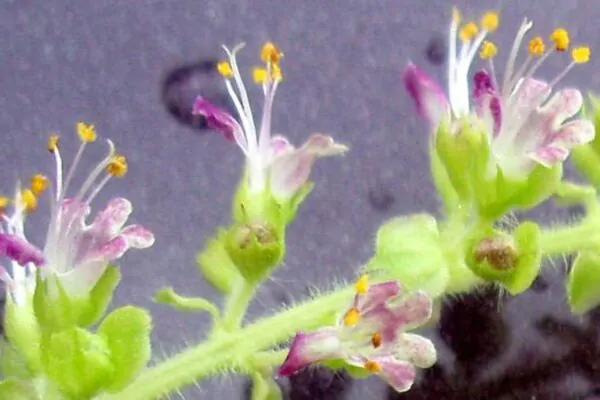 Ocimum tenuiflorum 'Purple Leaf' / Ocimum sanctum / Geniosporum tenuiflorum - Ayurvedic Herb, Basil Holy Green, Heiliges Basilikum, Holy Basil, Kaprao, Kha Prao, Ling Ling Xiang, Rama Tulsi, Riha, Sri Tulsi, Tulasi, Tulsi - Image 4