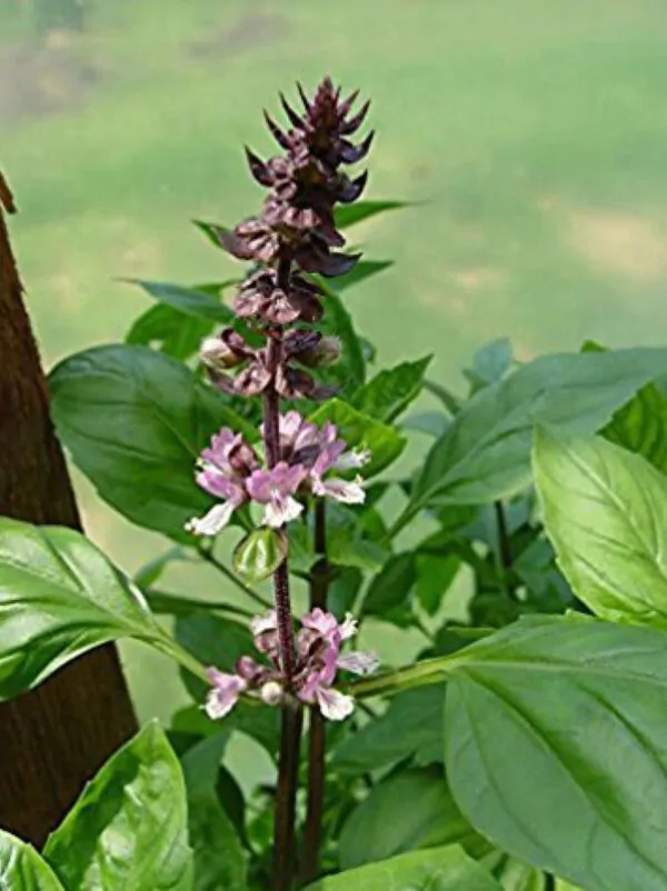 Ocimum tenuiflorum 'Purple Leaf' / Ocimum sanctum / Geniosporum tenuiflorum - Ayurvedic Herb, Basil Holy Green, Heiliges Basilikum, Holy Basil, Kaprao, Kha Prao, Ling Ling Xiang, Rama Tulsi, Riha, Sri Tulsi, Tulasi, Tulsi - Image 5