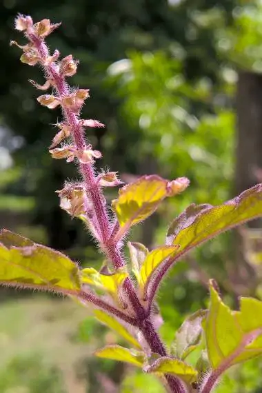 Ocimum tenuiflorum 'Purple Leaf' / Ocimum sanctum / Geniosporum tenuiflorum - Ayurvedic Herb, Basil Holy Green, Heiliges Basilikum, Holy Basil, Kaprao, Kha Prao, Ling Ling Xiang, Rama Tulsi, Riha, Sri Tulsi, Tulasi, Tulsi - Image 9