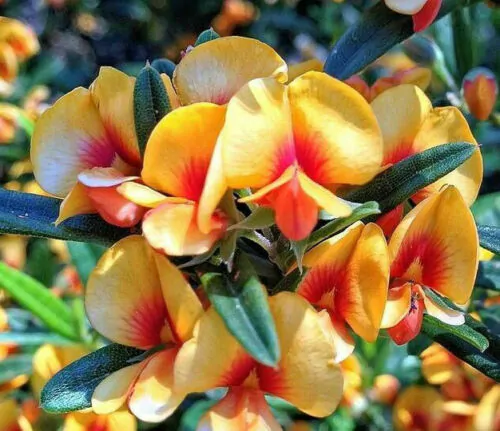 Oxylobium ellipticum - Golden rosemary, golden shaggy pea