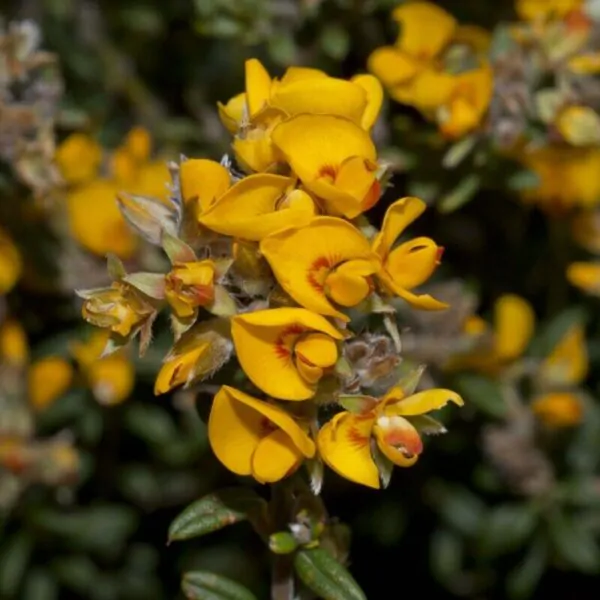 Oxylobium ellipticum - Golden rosemary, golden shaggy pea - Image 2