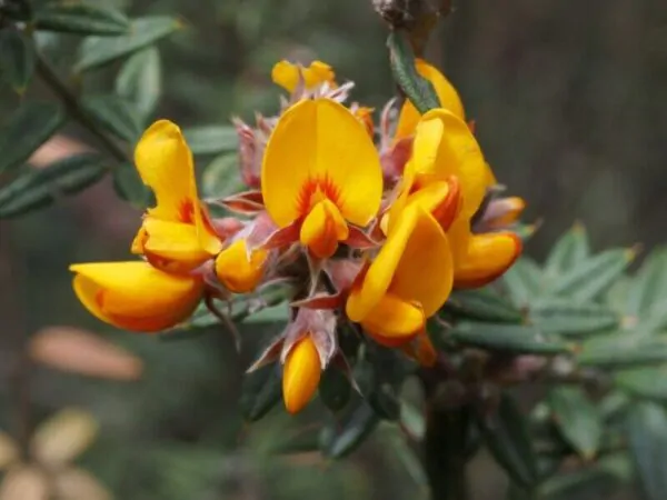 Oxylobium ellipticum - Golden rosemary, golden shaggy pea - Image 3