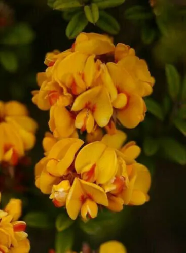 Oxylobium ellipticum - Golden rosemary, golden shaggy pea - Image 4