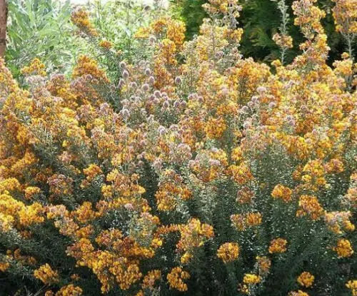 Oxylobium ellipticum - Golden rosemary, golden shaggy pea - Image 5