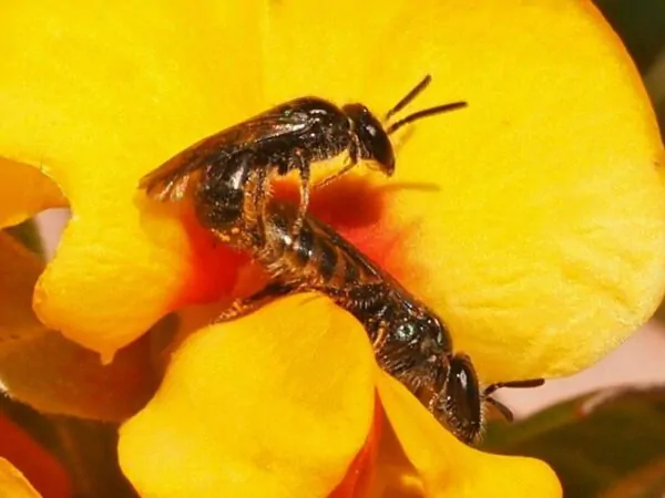 Oxylobium ellipticum - Golden rosemary, golden shaggy pea - Image 6