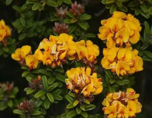 Oxylobium ellipticum - Golden rosemary, golden shaggy pea - Image 7