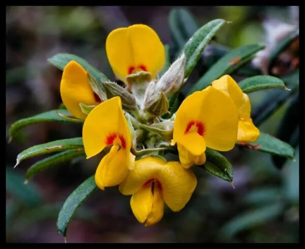 Oxylobium ellipticum - Golden rosemary, golden shaggy pea - Image 10