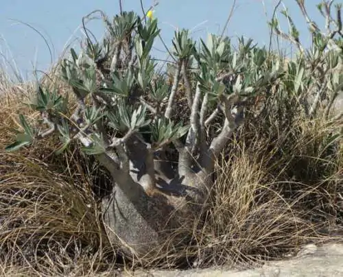 Pachypodium rosulatum subsp. cactipes - Elephant's Foot Plant