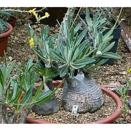 Pachypodium rosulatum subsp. cactipes - Elephant's Foot Plant - Image 2