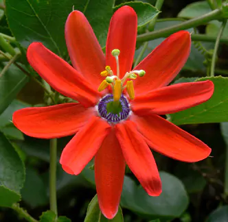 Passiflora manicata - Red Passionflower Maracuja - Image 2