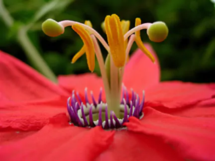 Passiflora manicata - Red Passionflower Maracuja - Image 3