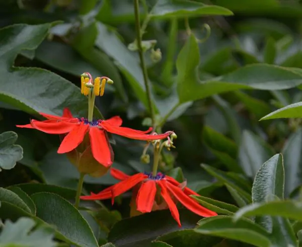 Passiflora manicata - Red Passionflower Maracuja - Image 4