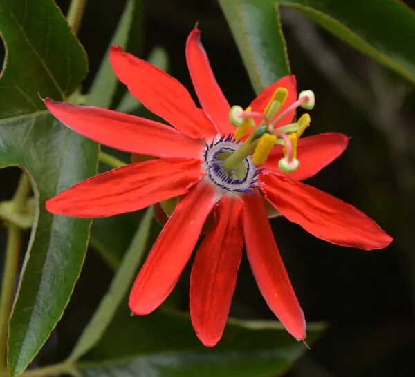 Passiflora manicata - Red Passionflower Maracuja