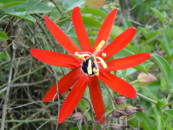 Passiflora manicata - Red Passionflower Maracuja - Image 5