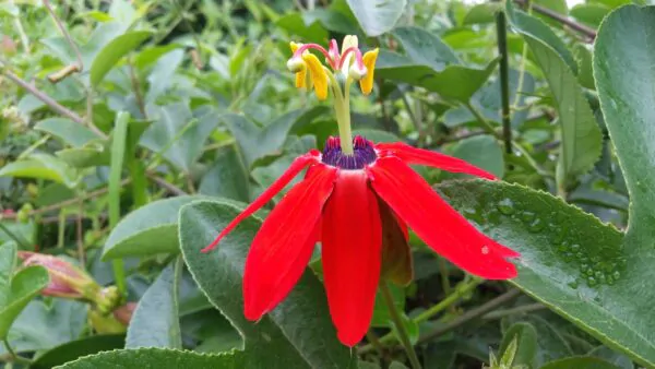 Passiflora manicata - Red Passionflower Maracuja - Image 6