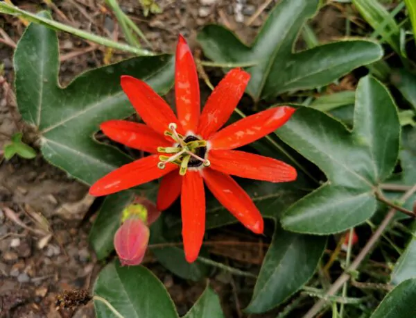 Passiflora manicata - Red Passionflower Maracuja - Image 7