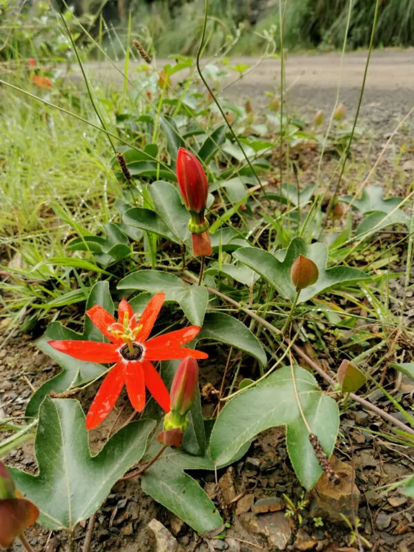 Passiflora manicata - Red Passionflower Maracuja - Image 8