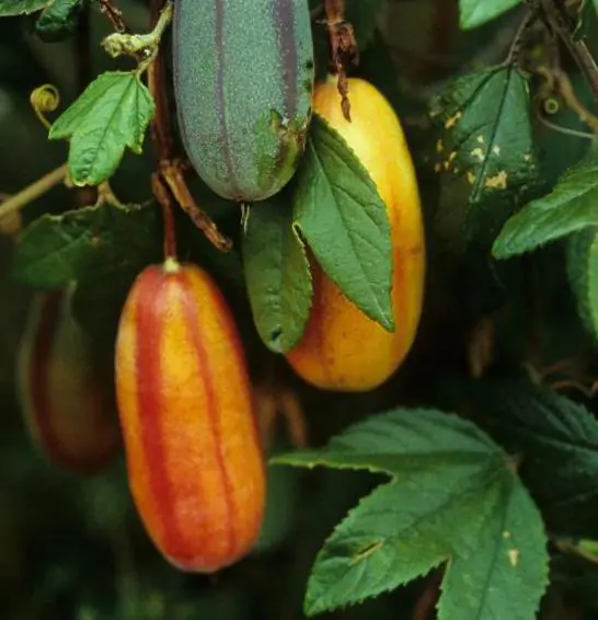 Passiflora tripartita var. azuayensis - Passionflower Maracuja Banana, Passion Fruit, Banana Passionfruit, Passionfruit Mango, Mango Passionfruit, Banana Poka, Bananadilla