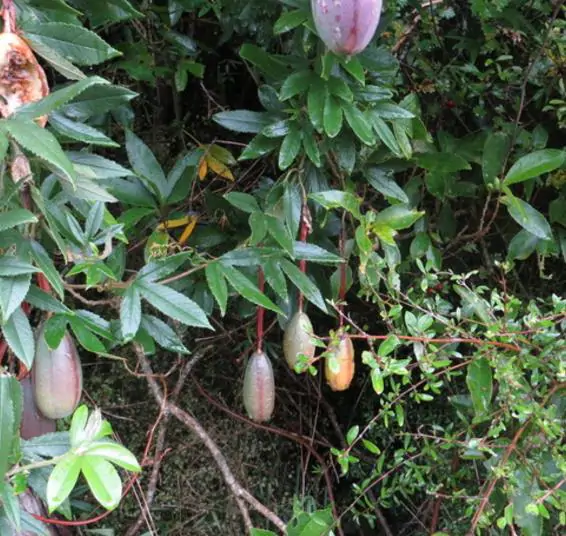 Passiflora tripartita var. azuayensis - Passionflower Maracuja Banana, Passion Fruit, Banana Passionfruit, Passionfruit Mango, Mango Passionfruit, Banana Poka, Bananadilla - Image 2