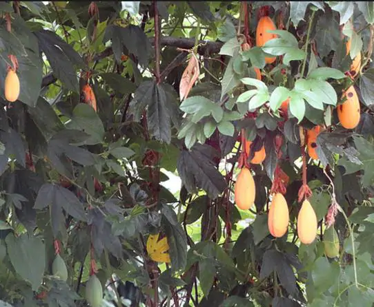 Passiflora tripartita var. azuayensis - Passionflower Maracuja Banana, Passion Fruit, Banana Passionfruit, Passionfruit Mango, Mango Passionfruit, Banana Poka, Bananadilla - Image 3