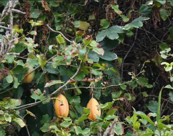 Passiflora tripartita var. azuayensis - Passionflower Maracuja Banana, Passion Fruit, Banana Passionfruit, Passionfruit Mango, Mango Passionfruit, Banana Poka, Bananadilla - Image 4