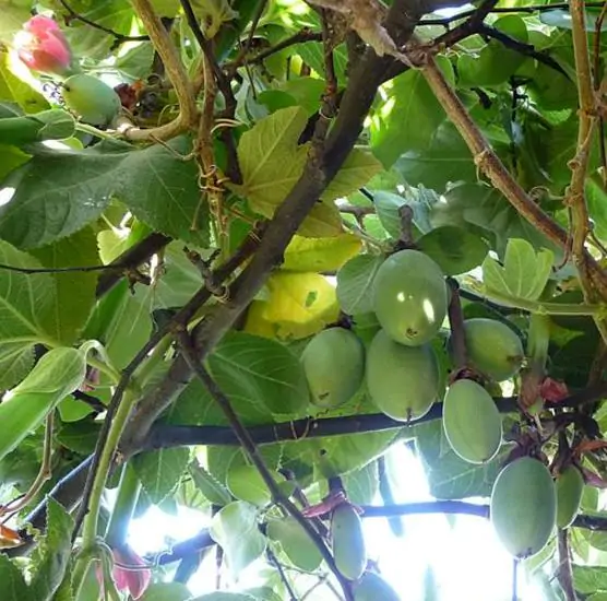 Passiflora tripartita var. azuayensis - Passionflower Maracuja Banana, Passion Fruit, Banana Passionfruit, Passionfruit Mango, Mango Passionfruit, Banana Poka, Bananadilla - Image 5