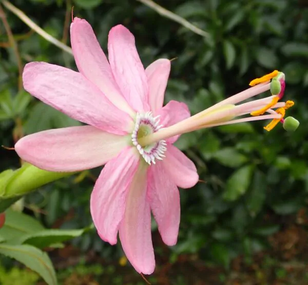 Passiflora tripartita var. azuayensis - Passionflower Maracuja Banana, Passion Fruit, Banana Passionfruit, Passionfruit Mango, Mango Passionfruit, Banana Poka, Bananadilla - Image 9