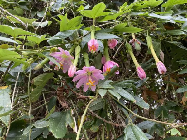 Passiflora tripartita var. azuayensis - Passionflower Maracuja Banana, Passion Fruit, Banana Passionfruit, Passionfruit Mango, Mango Passionfruit, Banana Poka, Bananadilla - Image 10