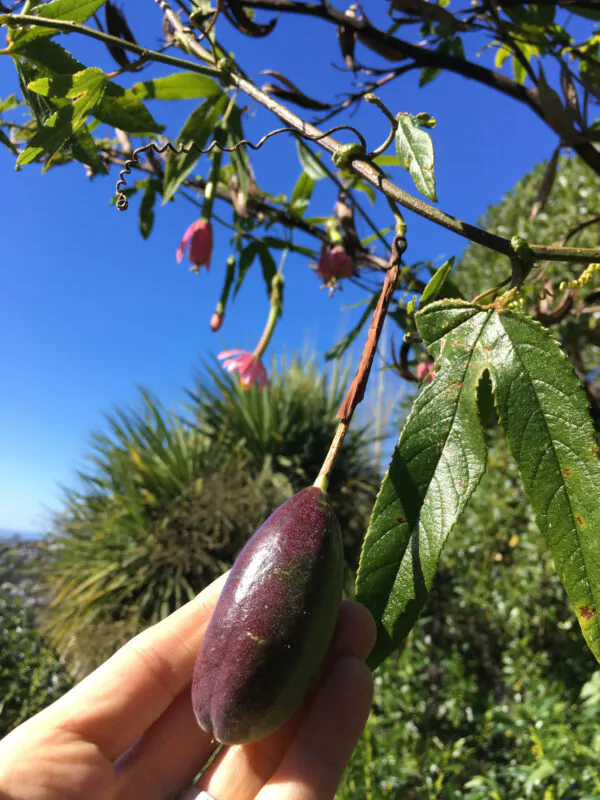 Passiflora tripartita var. azuayensis - Passionflower Maracuja Banana, Passion Fruit, Banana Passionfruit, Passionfruit Mango, Mango Passionfruit, Banana Poka, Bananadilla - Image 11