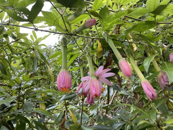 Passiflora tripartita var. azuayensis - Passionflower Maracuja Banana, Passion Fruit, Banana Passionfruit, Passionfruit Mango, Mango Passionfruit, Banana Poka, Bananadilla - Image 12