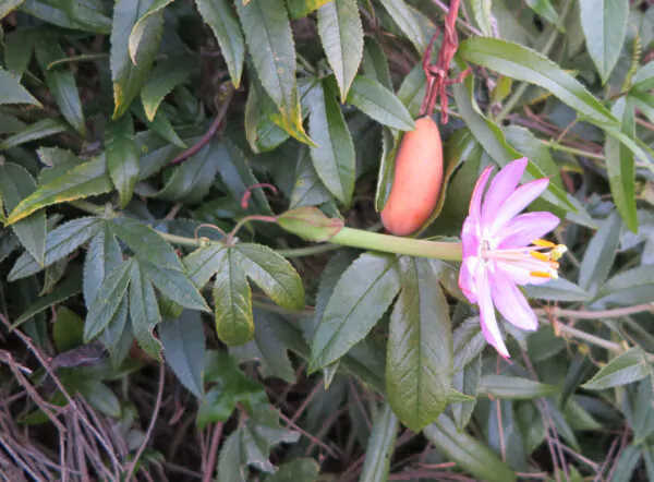 Passiflora tripartita var. azuayensis - Passionflower Maracuja Banana, Passion Fruit, Banana Passionfruit, Passionfruit Mango, Mango Passionfruit, Banana Poka, Bananadilla - Image 17