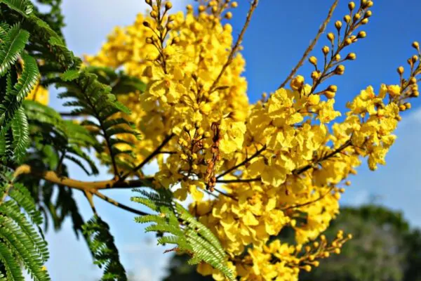 Peltophorum pterocarpum - Copperpod, Golden Flamboyant