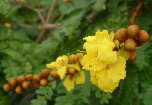 Peltophorum pterocarpum - Copperpod, Golden Flamboyant - Image 3