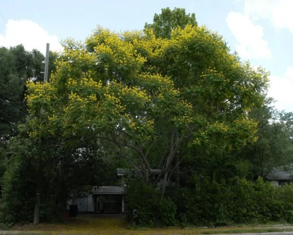 Peltophorum pterocarpum - Copperpod, Golden Flamboyant - Image 7