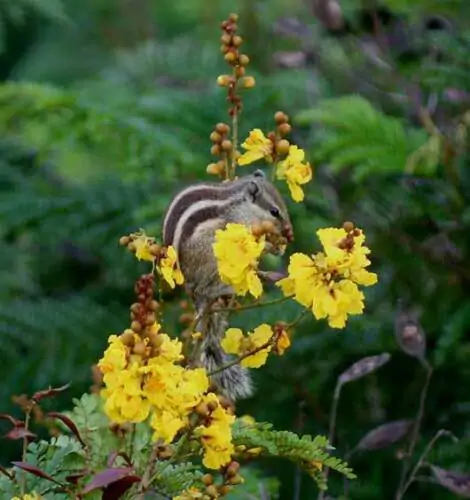 Peltophorum pterocarpum - Copperpod, Golden Flamboyant - Image 10