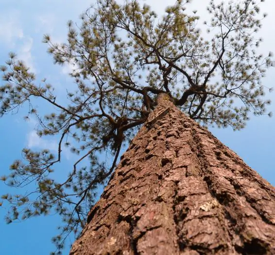 Pinus kesiya / Pinus insularis - Khasia Pine, Khasi Pine, Benguet Pine