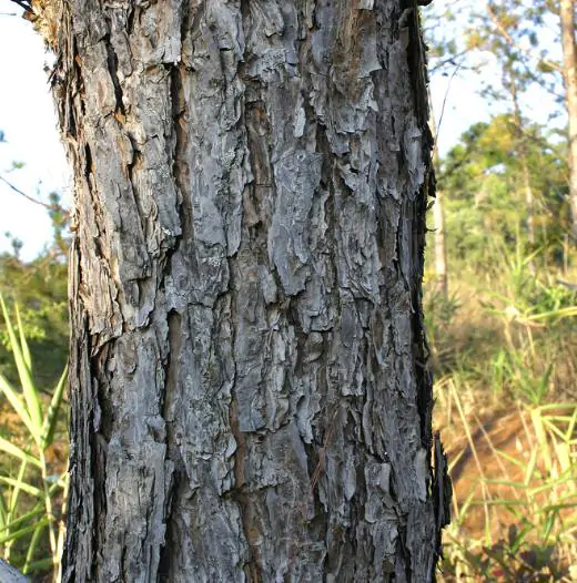 Pinus kesiya / Pinus insularis - Khasia Pine, Khasi Pine, Benguet Pine - Image 2