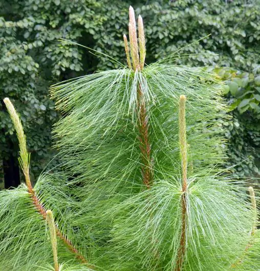 Pinus kesiya / Pinus insularis - Khasia Pine, Khasi Pine, Benguet Pine - Image 4