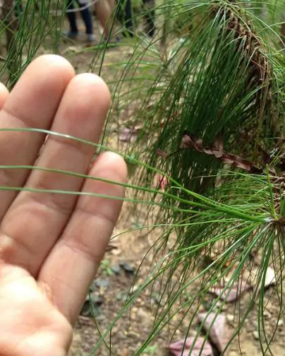 Pinus kesiya / Pinus insularis - Khasia Pine, Khasi Pine, Benguet Pine - Image 6