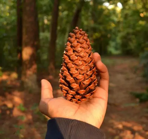 Pinus kesiya / Pinus insularis - Khasia Pine, Khasi Pine, Benguet Pine - Image 7