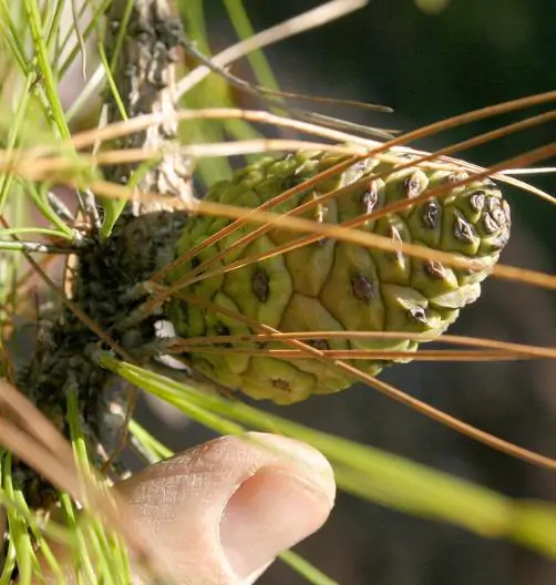 Pinus kesiya / Pinus insularis - Khasia Pine, Khasi Pine, Benguet Pine - Image 8