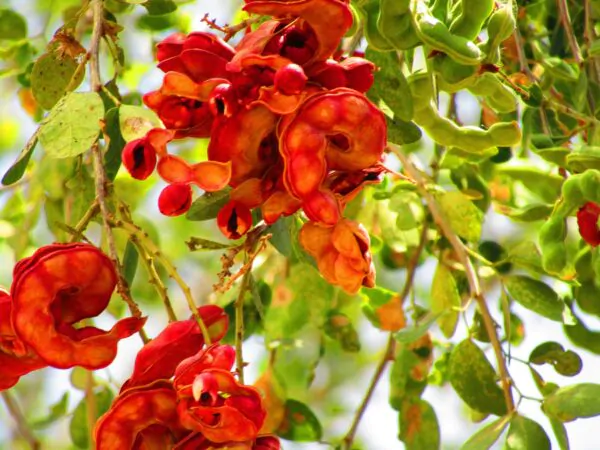 Pithecellobium dulce - Guamúchil, Manila Tamarind, Madras Thorn, Camachile, Blackbead, Sweet Inga, Monkeypod