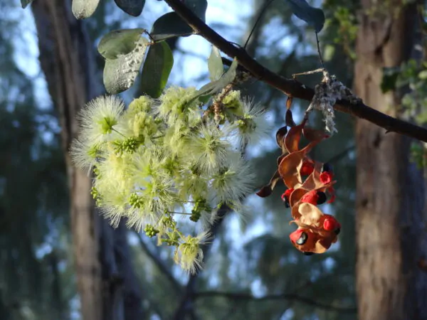 Pithecellobium dulce - Guamúchil, Manila Tamarind, Madras Thorn, Camachile, Blackbead, Sweet Inga, Monkeypod - Image 2