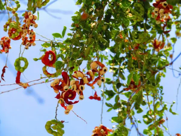 Pithecellobium dulce - Guamúchil, Manila Tamarind, Madras Thorn, Camachile, Blackbead, Sweet Inga, Monkeypod - Image 3