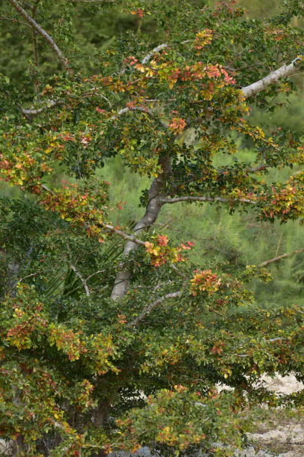 Pithecellobium dulce - Guamúchil, Manila Tamarind, Madras Thorn, Camachile, Blackbead, Sweet Inga, Monkeypod - Image 8