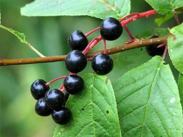 Prunus padus - Bird Cherry