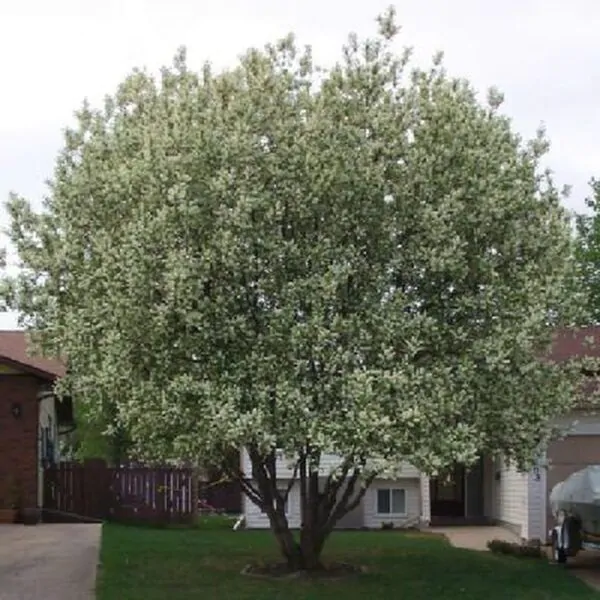 Prunus padus - Bird Cherry - Image 2